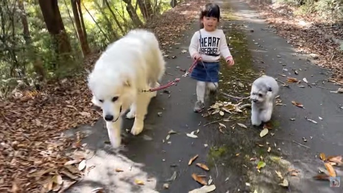 上手に散歩するろのちゃん