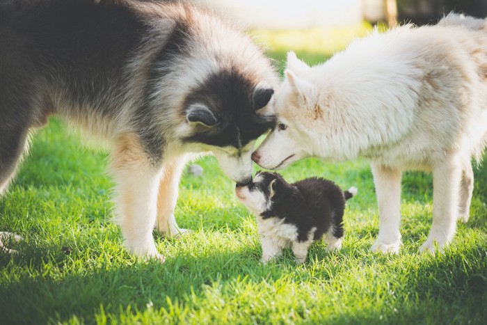 子犬を可愛がる2匹の犬