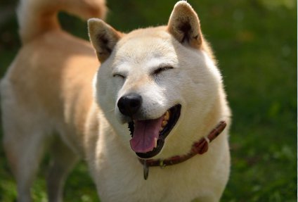 柴犬