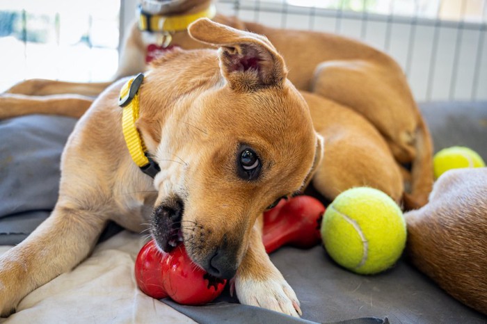 寝床におもちゃを持ち込んで遊ぶ犬