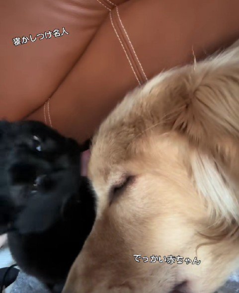 大型犬とも仲良しに