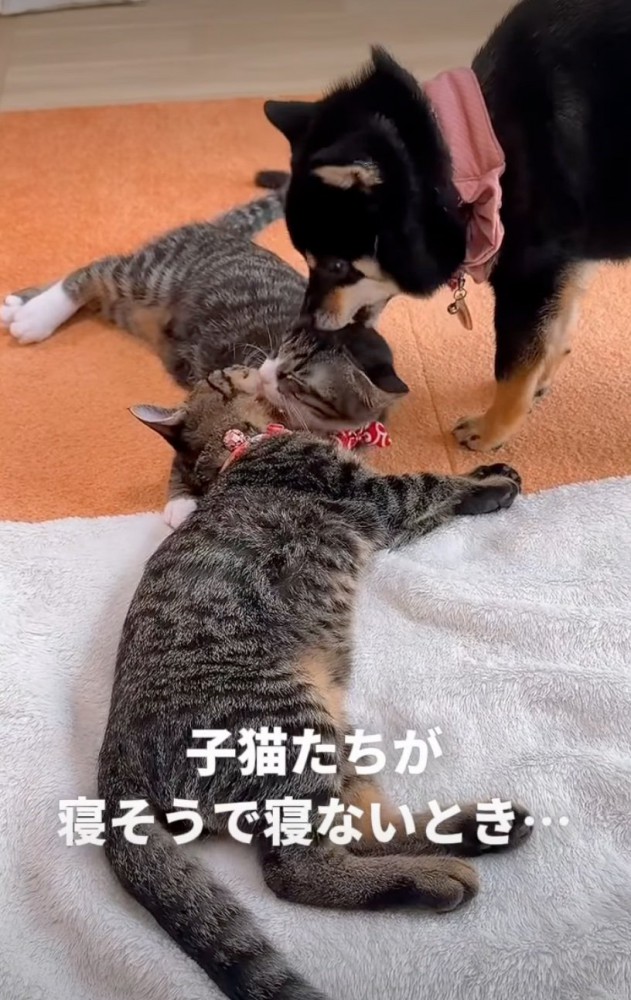 子猫に近づく犬