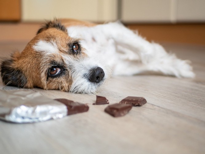 チョコレートを誤食した犬