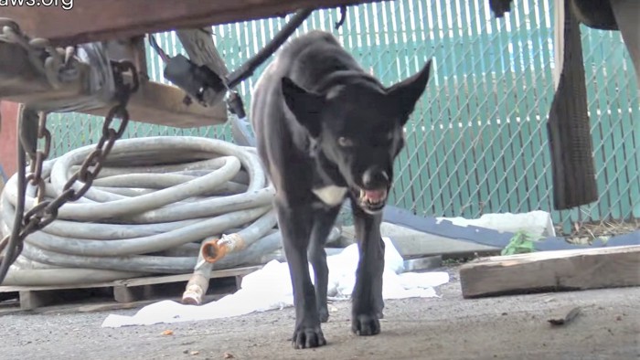 今にもとびかかりそうな犬