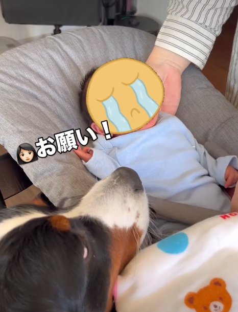 赤ちゃんを見る犬3
