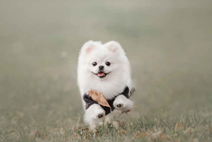 遠くから駆け寄る犬