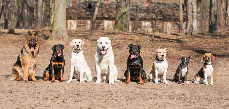 並んでこちらを見つめる犬たち