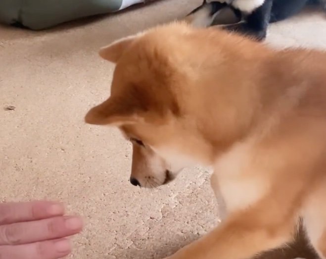 ゆっくり姿勢を低くする柴犬