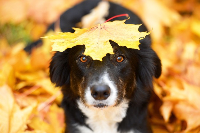 落ち葉を頭に乗せた犬