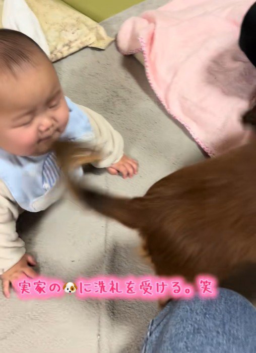 実家のワンコの洗礼を受ける赤ちゃん2