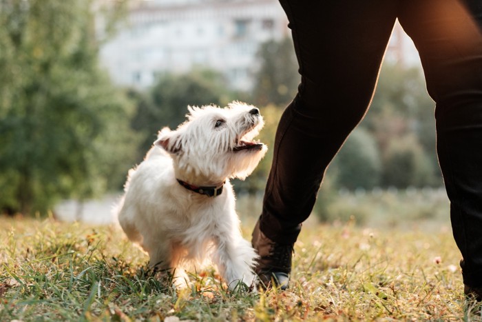 飼い主と一緒に公園で遊んでいるウエスティ