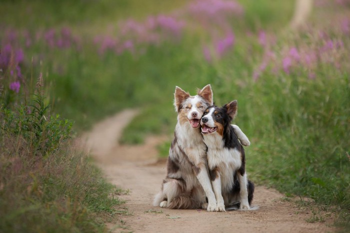 寄り添って仲良く座る2匹の犬