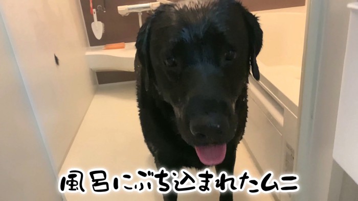 ムニくんのお散歩拒否9