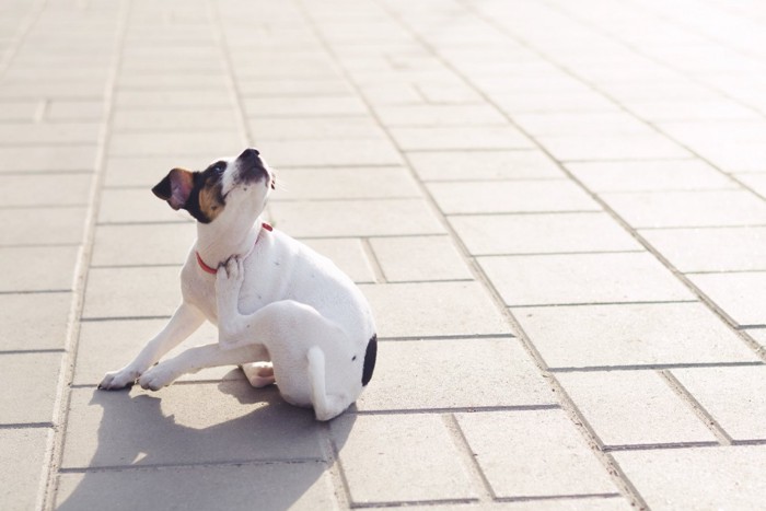 後ろ足で首を掻く犬