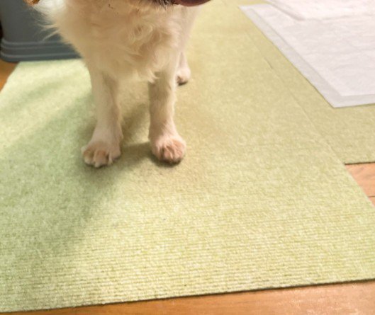 愛犬の写真を撮ってみた