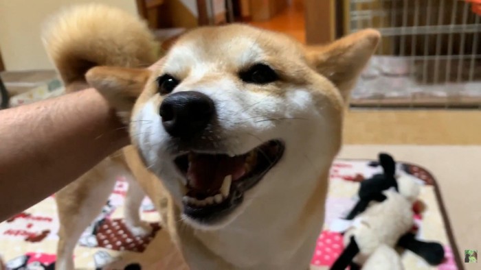 撫でたら笑顔に♪