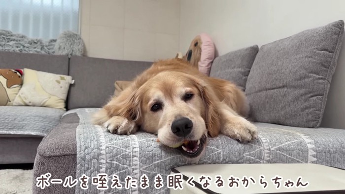 ウトウトするおからちゃん
