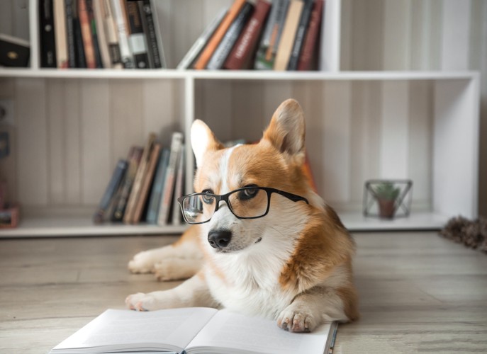 床に広げたノートの上に伏せる犬