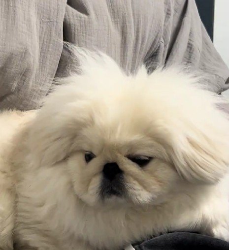 毛がフワフワのつもちゃん