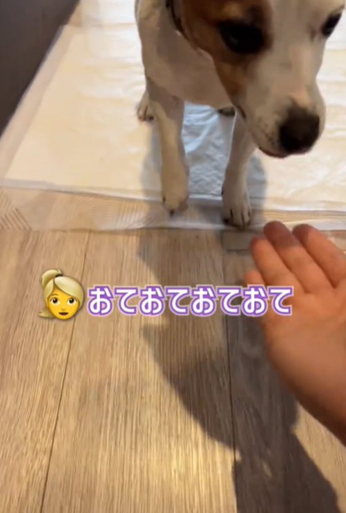 目を伏せる犬2