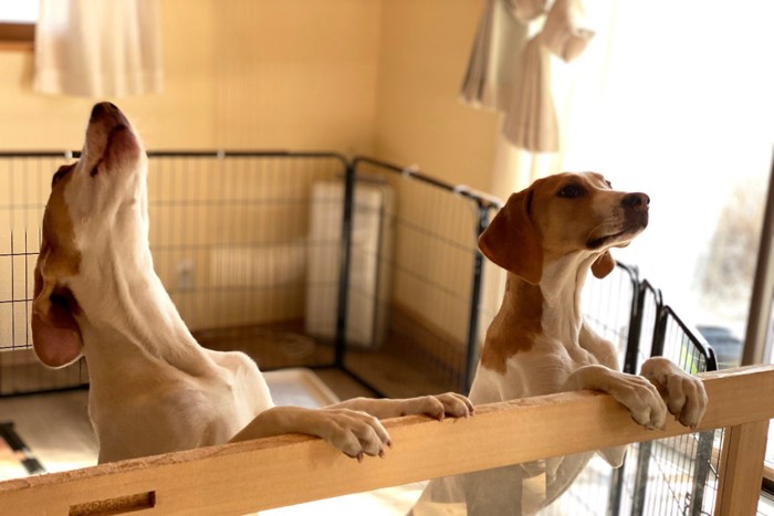 ケージの中で吠える犬