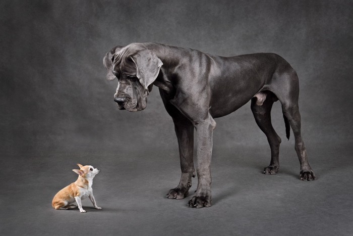 大型犬と超小型犬