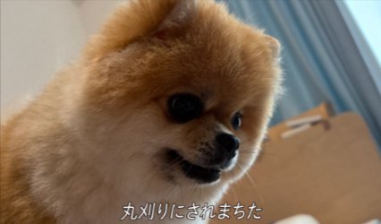 丸刈りに
