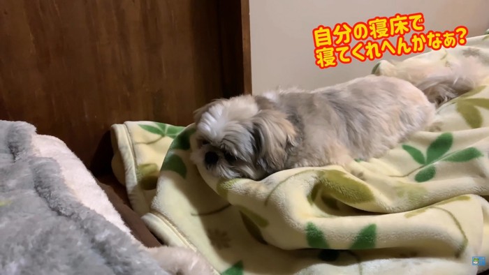 動く気ゼロ