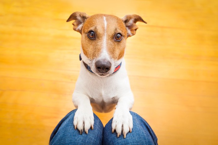 飼い主の膝に手をかける犬