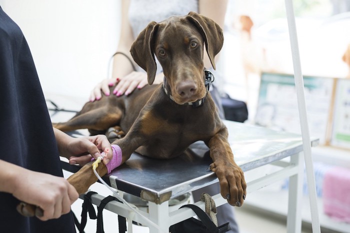 病院で治療を受ける犬