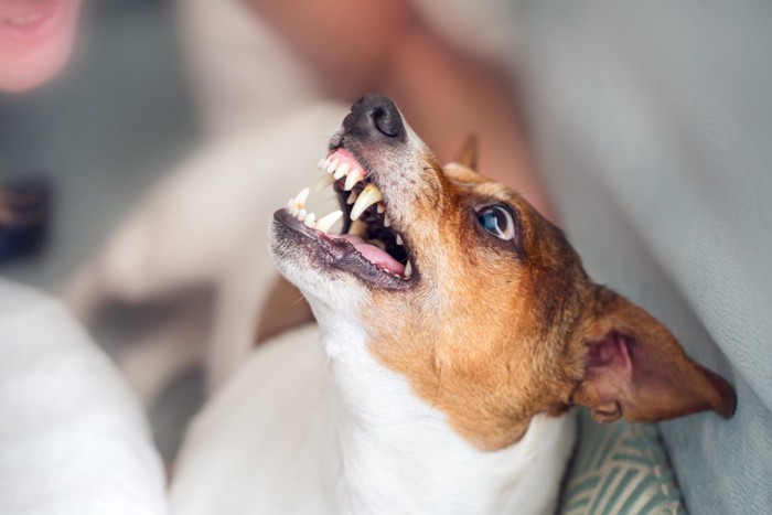 威嚇する犬の顔のアップ