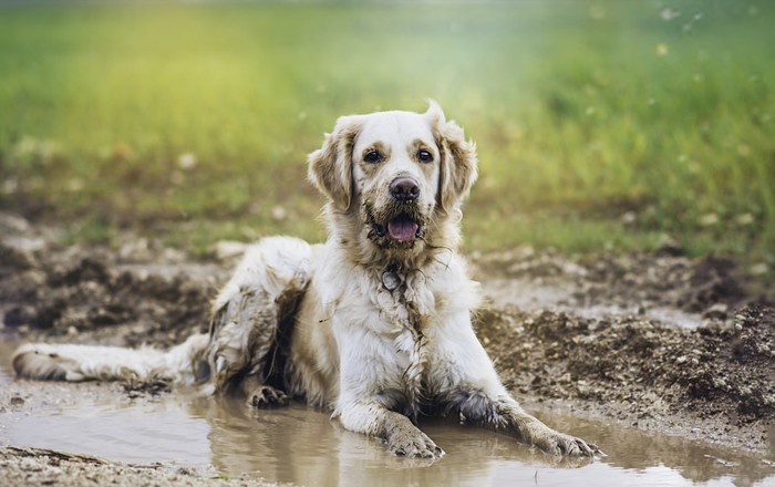 ː泥水の中に座る犬