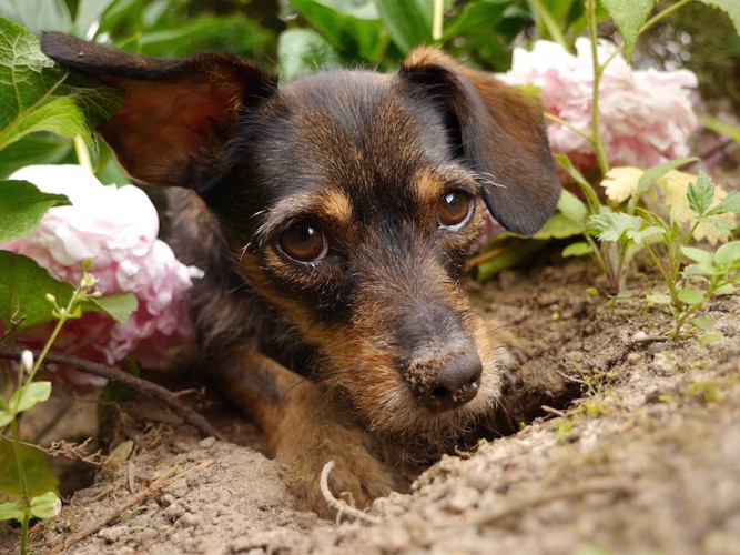 穴掘りをして土で遊ぶ犬