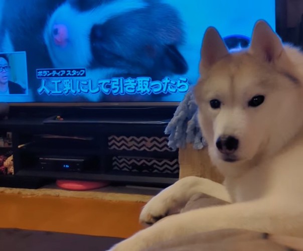 見つめる犬