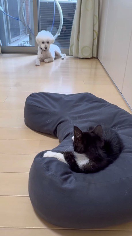窓際に座って猫を見つめる白い犬