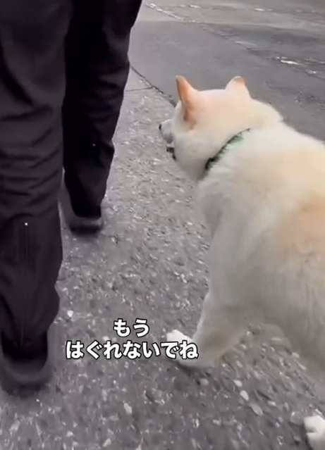 後ろを歩く犬