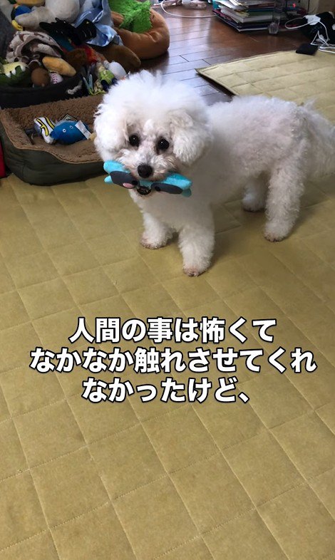 リリーちゃんの変化3