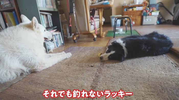 ラッキーちゃんを預かった時のBJ くん6