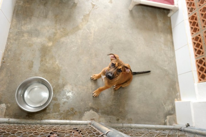 保護施設の犬舎の中の犬