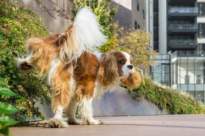 マーキング中の犬