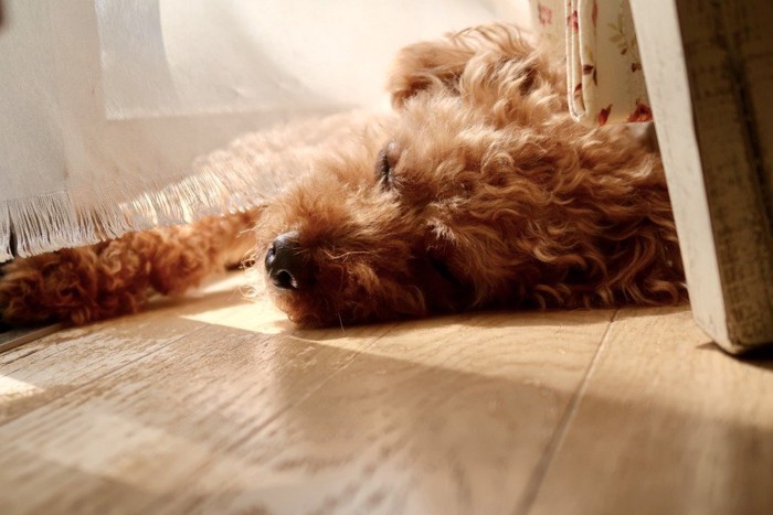 日向ぼっこする犬