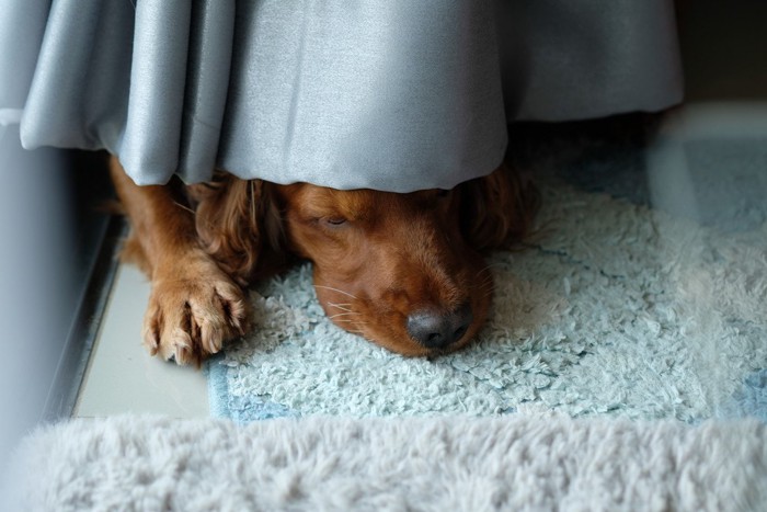 カーテンに隠れている犬