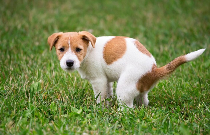 うんちをしながら振り返る犬