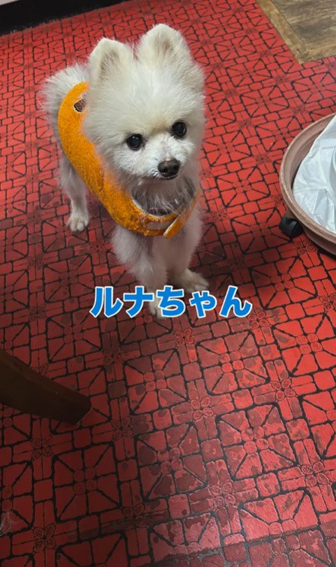 ルナちゃんの変化