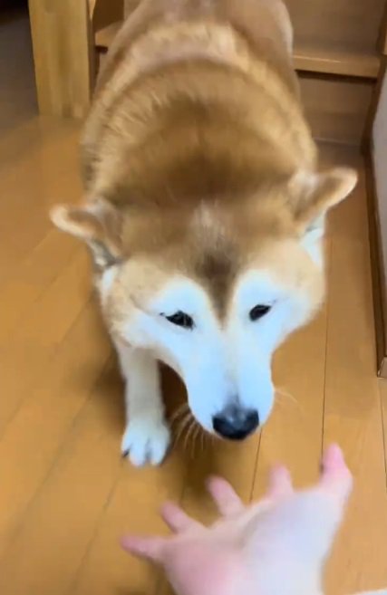 喜ぶ福ちゃん