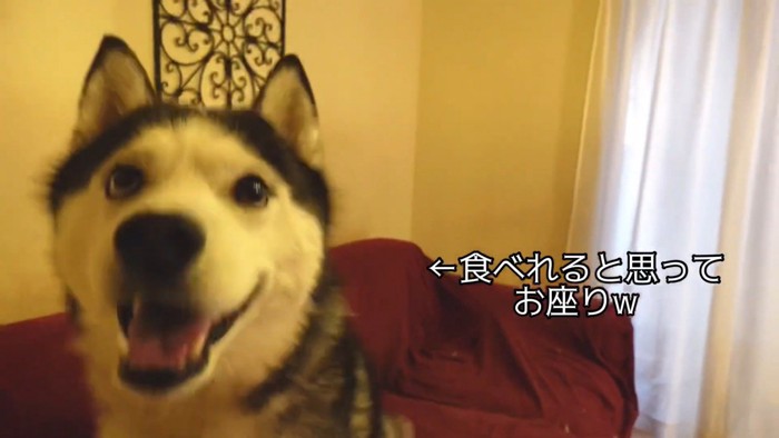 オヤツだと勘違いしてニコニコ♪