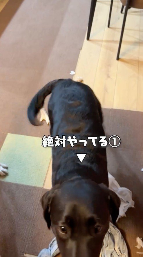 飼い主を上目使いで見詰める黒いラブラドールレトリバー