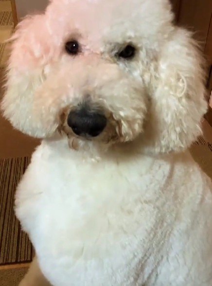 スタンダードプードルのココちゃん