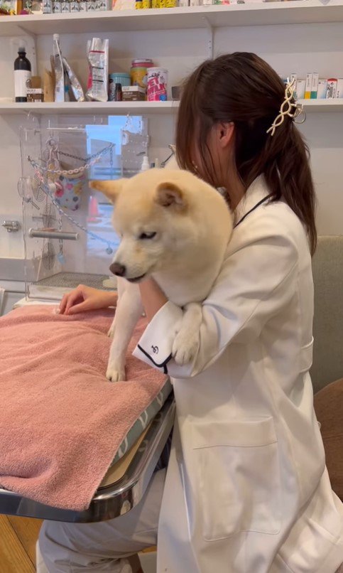 鍼治療を受けるココちゃん8