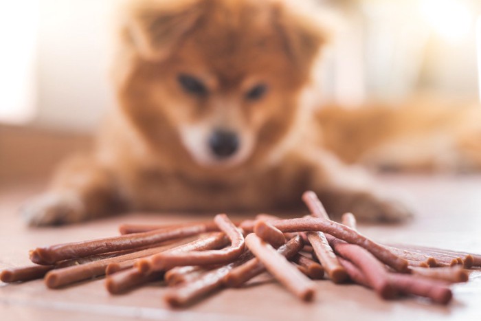 犬の目の前にたくさんのおやつ、ジャーキー